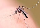 Município de SC registra primeiro caso de chikungunya em jovem de 19 anos