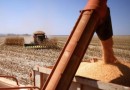 Safra de grãos 2025/26 pode bater recorde com estimativa de 358,6 milhões de toneladas