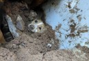 Cachorro é resgatado vivo após ficar soterrado embaixo de muro que desabou em Concórdia