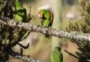 Em busca do pinhão, mais de 20 mil papagaios-charão encantam turistas na Serra catarinense