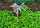 Programa estadual prevê ações para reduzir uso de agrotóxicos