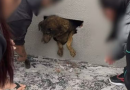 Cadela desaparecida há dez dias é encontrada dentro de parede concretada em obra