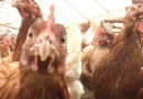 Caso de gripe aviária em aves domésticas é confirmado em Mato Grosso