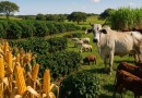 China intensifica parceria com Brasil e busca ampliar importações do agronegócio brasileiro