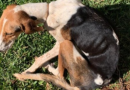 Polícia indicia mulher por maus-tratos em animais em Tigrinhos