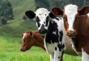 Furtos de gado representam quase metade dos crimes contra o agro em SC