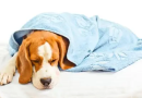 Hepatite infecciosa canina, também conhecida como Doença de Rubarth