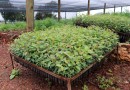 Governo Municipal distribui mudas de eucalipto para agricultores