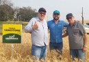 Peron Agronegócios firma novas parcerias para produção de genética avançada de grãos