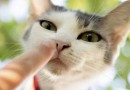 Gatos ajudam a aliviar estresse de pessoas altamente emocionais, mostra estudo