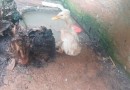 Ibama fecha zoológico clandestino no Oeste e resgata mais de 650 animais