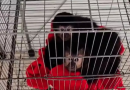 Ibama fecha último criadouro de macacos-prego do Brasil por maus-tratos em SC