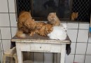 MP aciona Justiça após tutora dificultar acesso a apartamento com cerca de 400 gatos