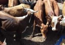 PM apreende carreta com bovinos contrabandeados