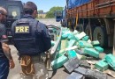 Família que transportava quase três toneladas de maconha é presa