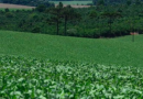 Como o La Niña pode impactar a agricultura de SC em 2024
