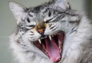 Dia Mundial Contra a Raiva alerta sobre a importância da vacinação dos animais de estimação