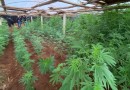 Dupla é presa por cultivar grande quantidade de maconha em estufa