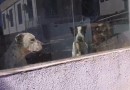 Projeto Basicão do Bem denuncia residência por maus tratos a cães no Bairro Peperiguaçu