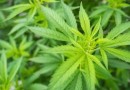 Com pedido de vista, placar para descriminalizar porte de maconha para uso pessoal é de 5 a 3 no STF