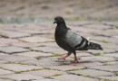 Homem é flagrado com pombas abatidas e diz que levaria para a mãe cozinhar