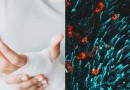 Cientistas descobrem hormônio que pode ajudar a curar fraturas e combater osteoporose