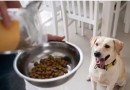 Sai ranking das 10 melhores rações para cachorro vendidas no Brasil