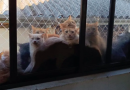 Resgate de mais de 400 gatos em Concórdia pode custar até R$ 500 mil ao município