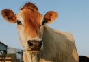 Comissão de Agricultura debate prevenção à febre aftosa