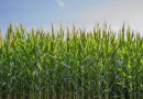 Presidente da Faesc fala sobre preocupações no agro brasileiro