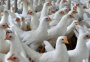 Santa Catarina bate recorde histórico nas exportações de carne de frango em 2026