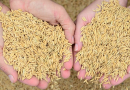 Estimativa aponta recorde de produtividade na safra de arroz em Santa Catarina