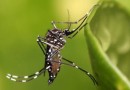 Francisco Beltrão tem 720 casos de dengue e um óbito em 2025