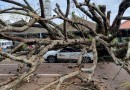 Veículo da Saúde de São José do Cedro é destruído por queda de árvore no Paraná