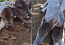 Bezerra nasce com duas cabeças e morre dois dias depois