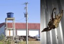 Pássaro causa curto-circuito e deixa 4 mil unidades sem energia