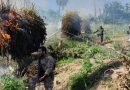 PF e autoridades paraguaias intensificam combate ao cultivo de maconha na fronteira