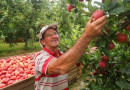 SC dá início à safra nacional da maçã com expectativa de colher cerca de 500 mil toneladas da fruta