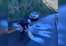 Polícia recorre a sal para descongelar rodovia de Santa Catarina