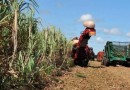 Valor da produção agropecuária alcança recorde de R$ 1,159 trilhão em 2023