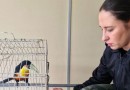 Batalhão de Polícia Ambiental orienta como proceder entrega voluntária de animais silvestres