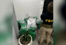 Mulheres são presas com mais de 250kg de maconha após acidente