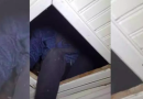 Condenado por homicídio tenta se esconder em local inusitado e acaba preso