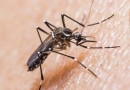Três novos casos de chikungunya são confirmados