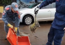 Bombeiros são acionados para capturar animal silvestre no centro