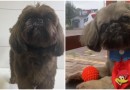 Cão que havia sido furtado é localizado com outra cor em Pinhalzinho