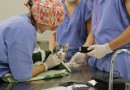 Abertas inscrições para processo seletivo no Mestrado em Saúde, Bem-estar e Produção Animal da UFFS