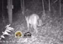Câmera flagra onça-parda em área de mata
