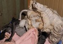 Homens invadem residência, jogam gasolina e ateiam fogo em idoso acamado em Luzerna