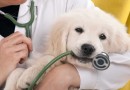 A importância do Médico Veterinário